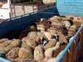 دستگیری سارق مسلح حین سرقت احشام در گیلانغرب